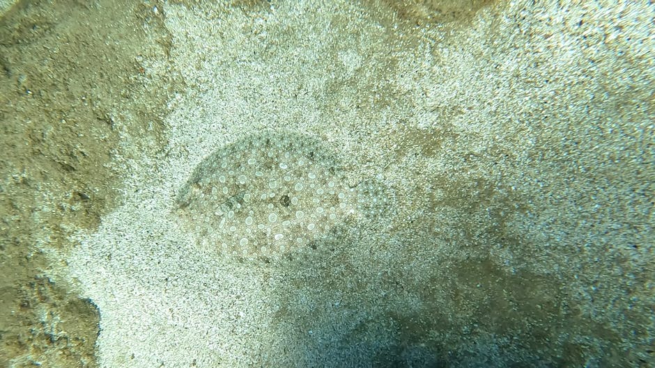 A close-up underwater photograph showing a small round sunfish with a pale, translucent body and numerous tiny white spots across its surface, nestled among beige and light brown sand with scattered t